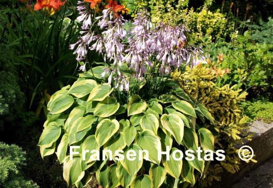 Hosta Warwick Curtsey