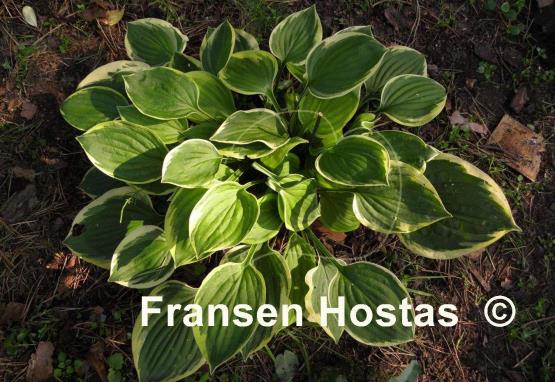 Hosta Warwick Edge