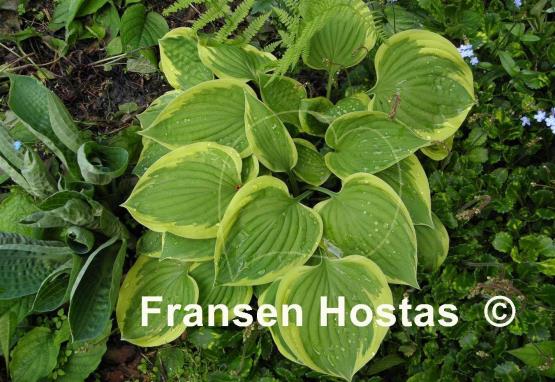 Hosta Warwick Edge