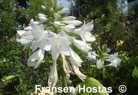 Hosta Warwick Essence