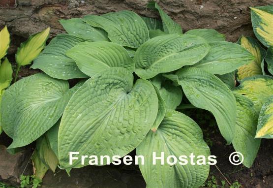Hosta Warwick Essence