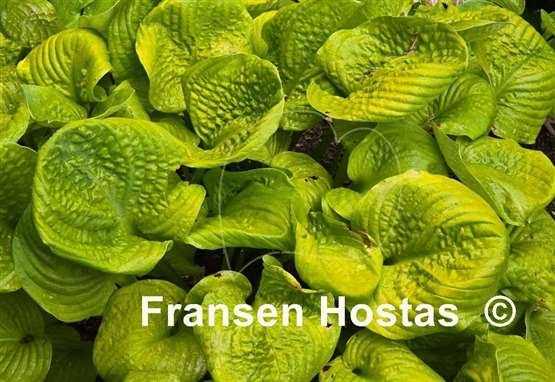 Hosta Waukon Golden Pond
