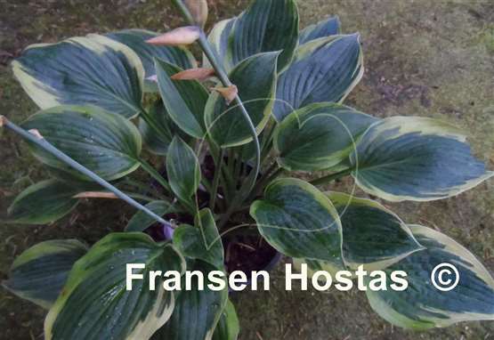 Hosta Waukon Thin Ice