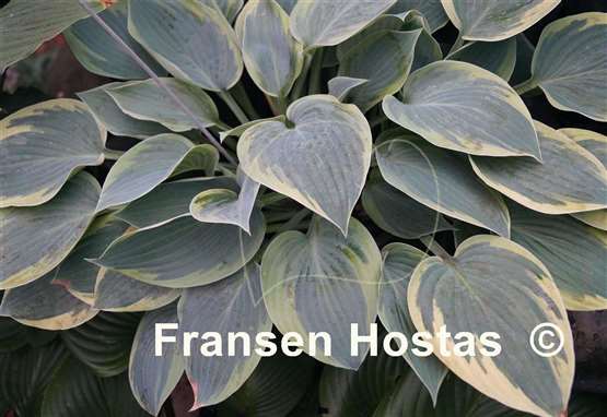 Hosta Waukon Thin Ice