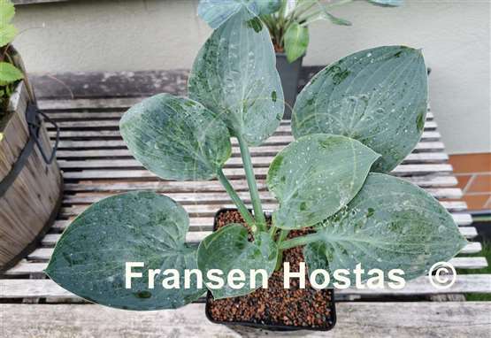 Hosta Waukon the Moon