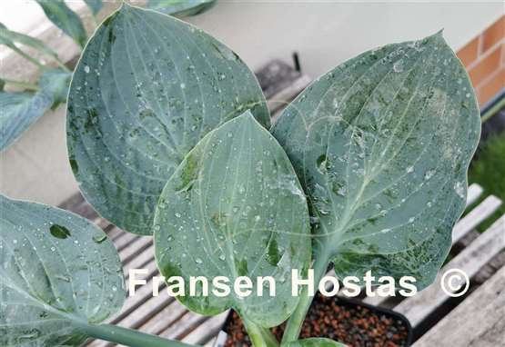 Hosta Waukon the Moon