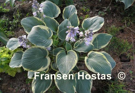 Hosta Waukon Glass
