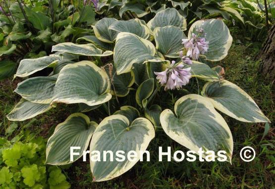 Hosta Waukon Glass