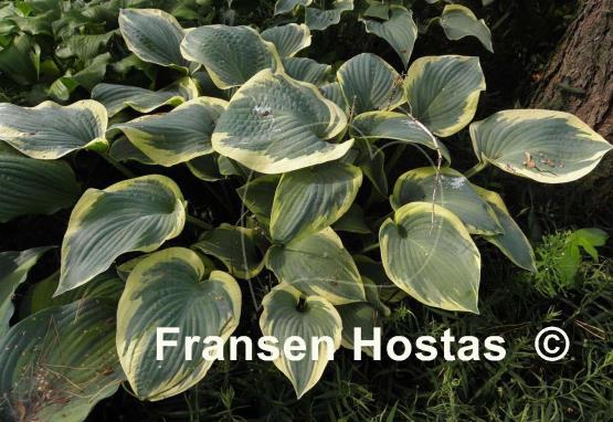 Hosta Waukon Glass