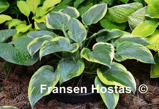 Hosta Waukon Thin Ice