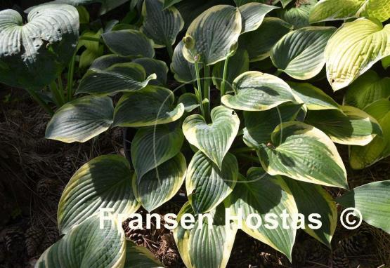 Hosta Waukon Thin Ice