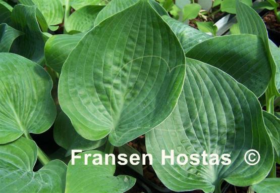 Hosta Waukon Water