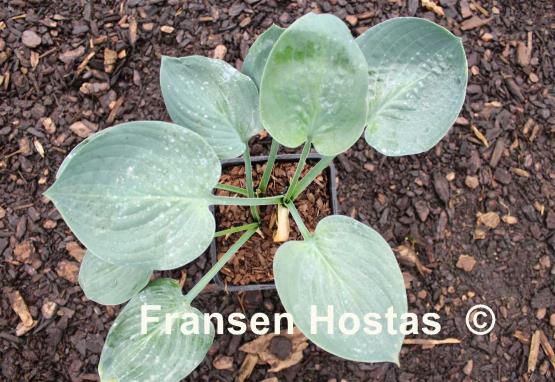 Hosta Waukon the Moon