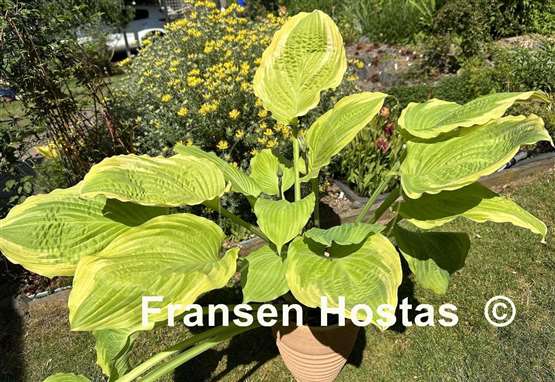 Hosta Wave Runner