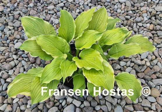 Hosta Wave Runner