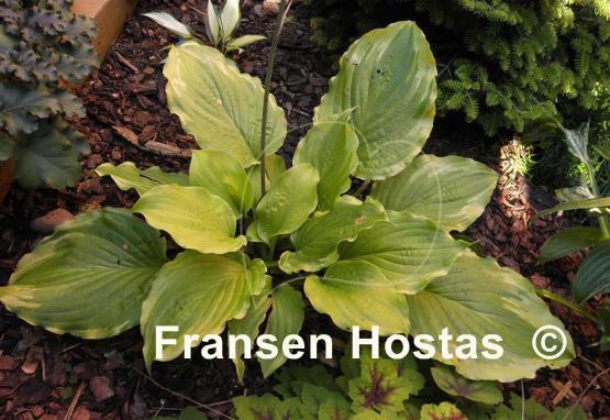 Hosta Wave Runner