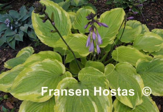 Hosta Wave Runner