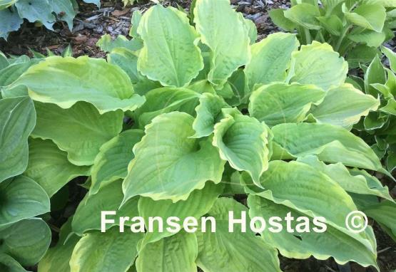 Hosta Wave Runner