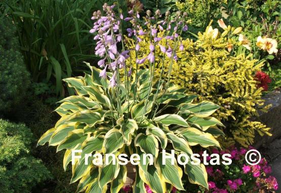 Hosta Waving Winds