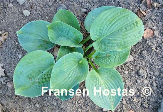 Hosta Website