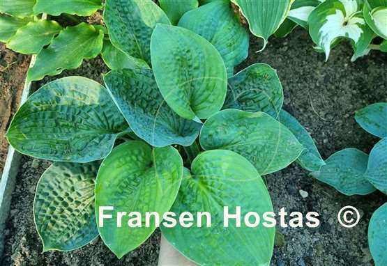 Hosta Website