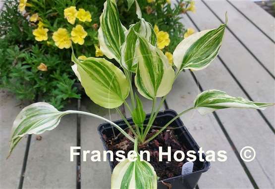 Hosta Wedding Night
