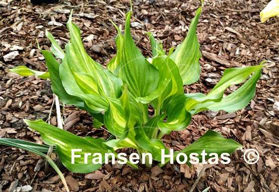 Hosta Wedding Night