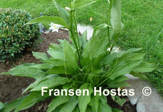 Hosta Weihenstephan