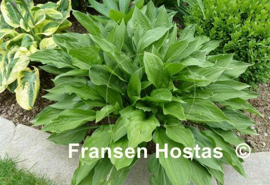 Hosta Weihenstephan