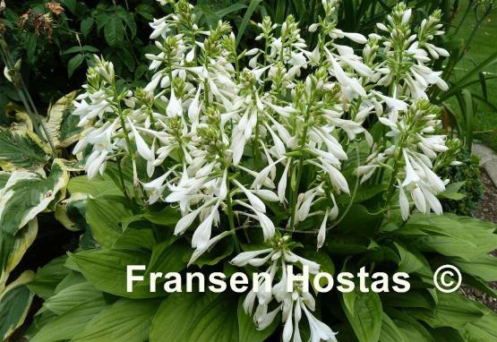 Hosta Weihenstephan