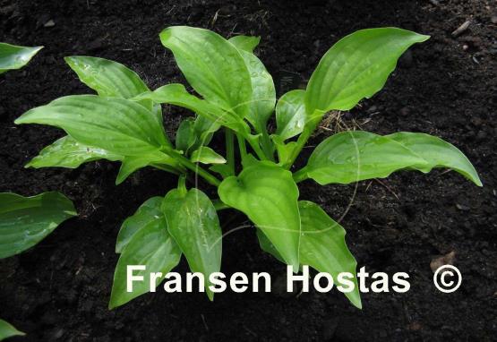 Hosta Weihenstephan