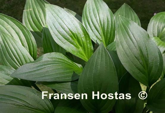 Hosta Weihenstephan