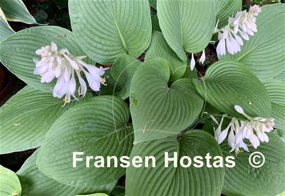 Hosta Weisse Glocke