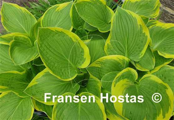 Hosta Whatever