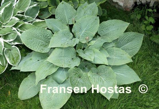 Hosta Wheaton Blue