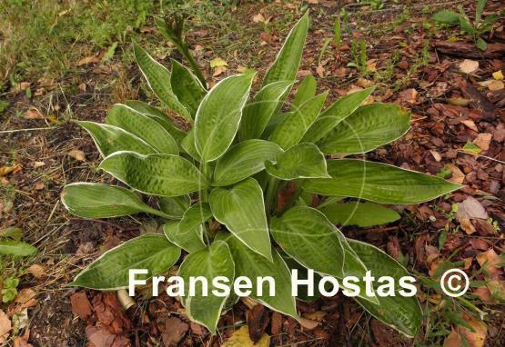 Hosta Wheaton Thunder