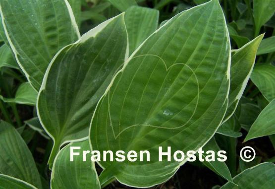 Hosta Wheaton Thunder