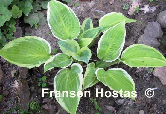 Hosta Wheaton Thunder
