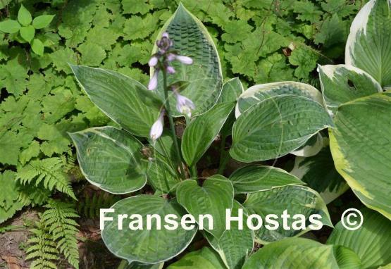 Hosta Wheaton Thunder
