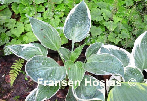 Hosta Wheaton Thunder