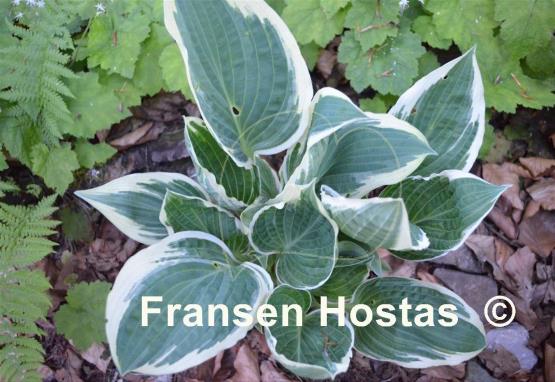 Hosta Wheaton Thunder