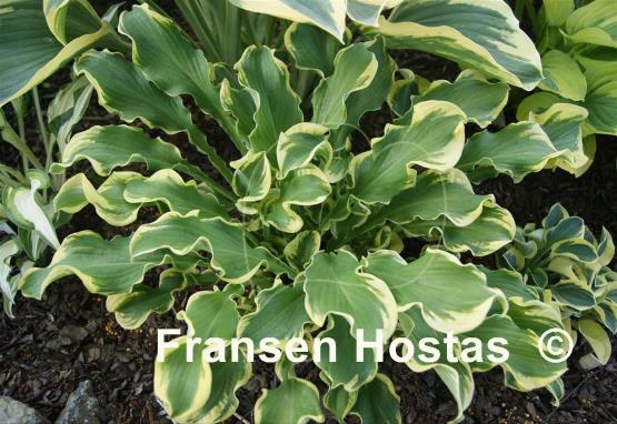 Hosta Wheee!