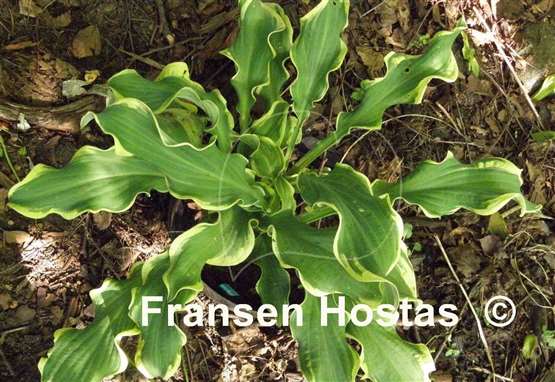Hosta Wheee!