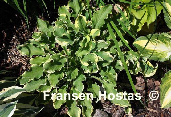 Hosta Wheee!