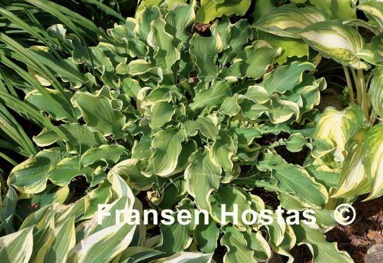 Hosta Wheee!