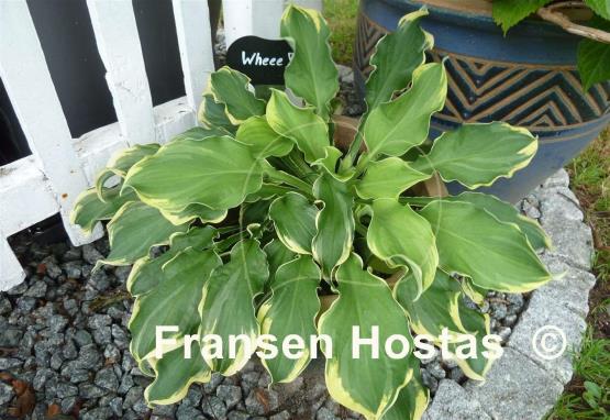Hosta Wheee!