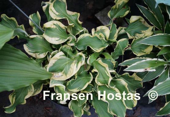 Hosta Wheee!