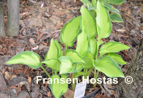 Hosta Whirligig