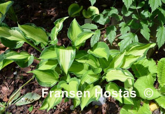Hosta Whirligig