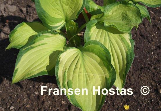 Hosta Whirligig
